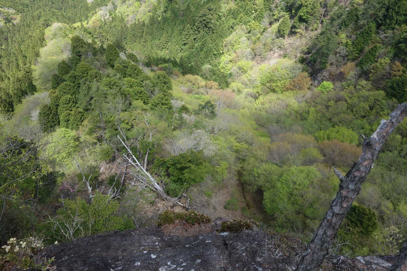 垂直の崖の下は新緑の世界。足下がゾクゾクする。なかなかの醍醐味。