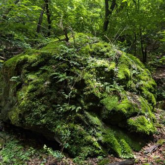 苔が輝いていました✨️