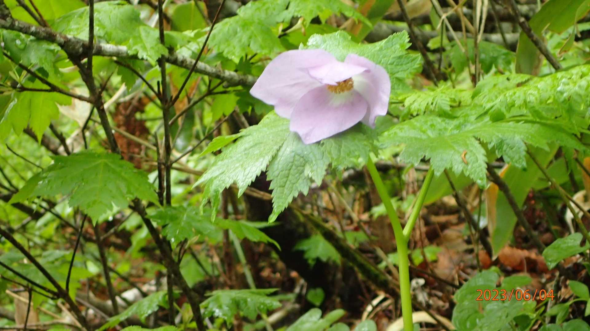 気品のあるシラネアオイ。悪天候でも、花だけは咲いていてくれる。