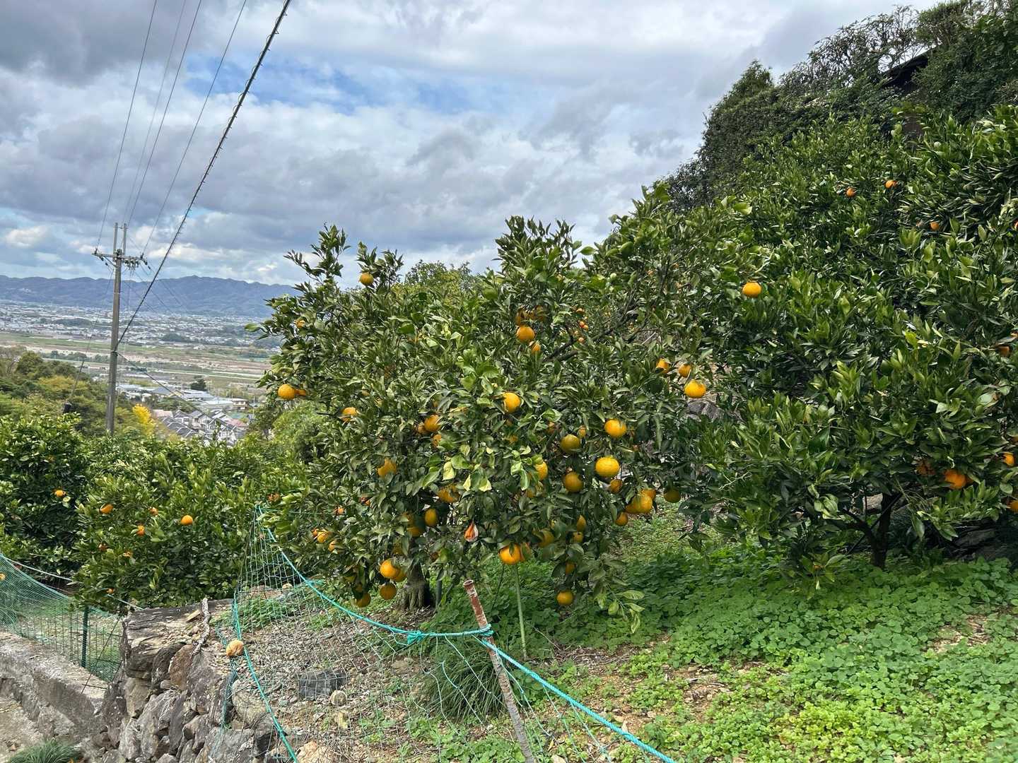 みかん🍊畑