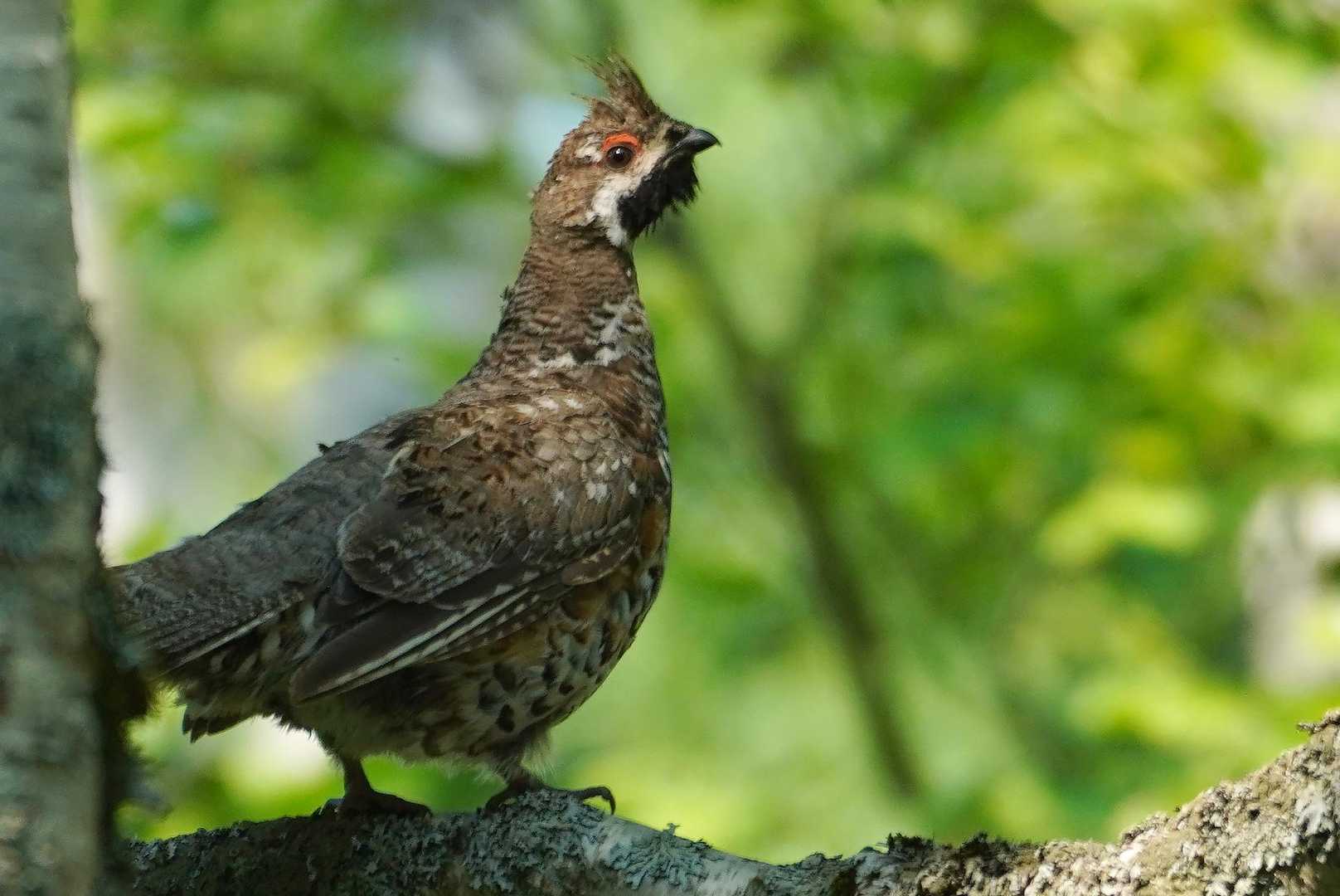 ただでさえ運動不足なんだから、あまり調子に乗るんじゃないぞ

オレと同じくらい丸々と太ったエゾライチョウが、偉そうに講釈を垂れている。
