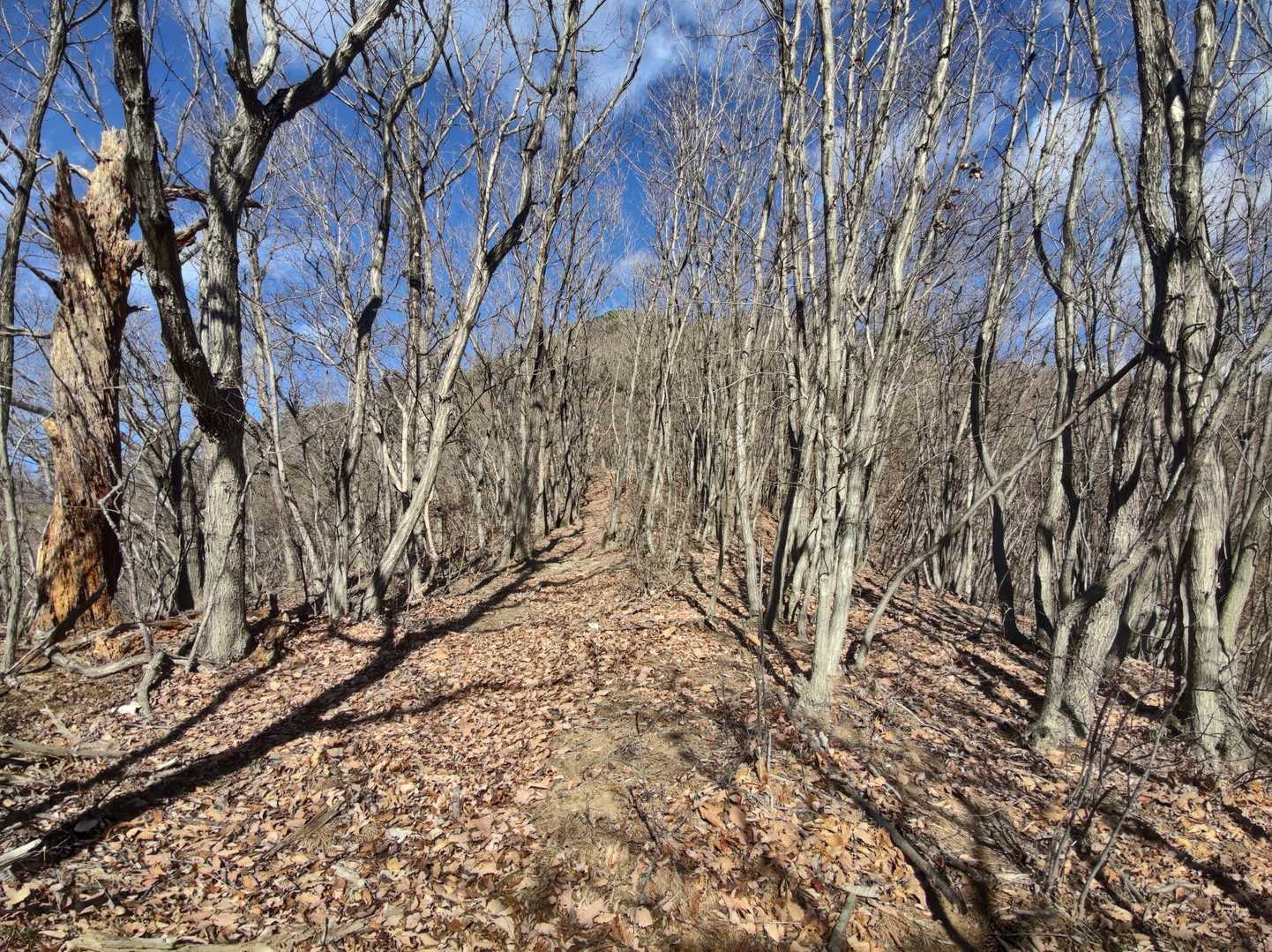 老越路峠-多高山 往復コースの写真