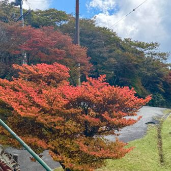 ここ一の紅葉🍁
