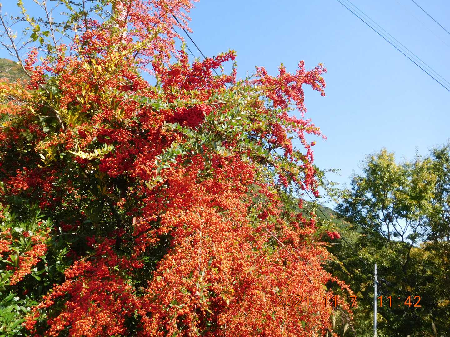 そこそこ紅葉してますね(^^♪。