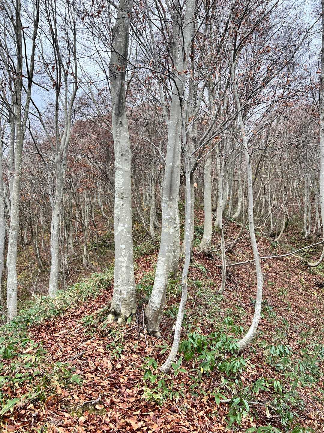 昨日と違う、とっても静かな里山。
私とお父ちゃんだけでした