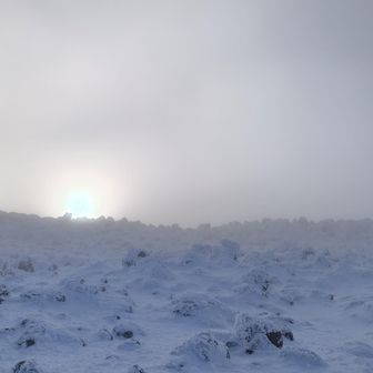 神社から見上げる太陽が時折、輝いたところで