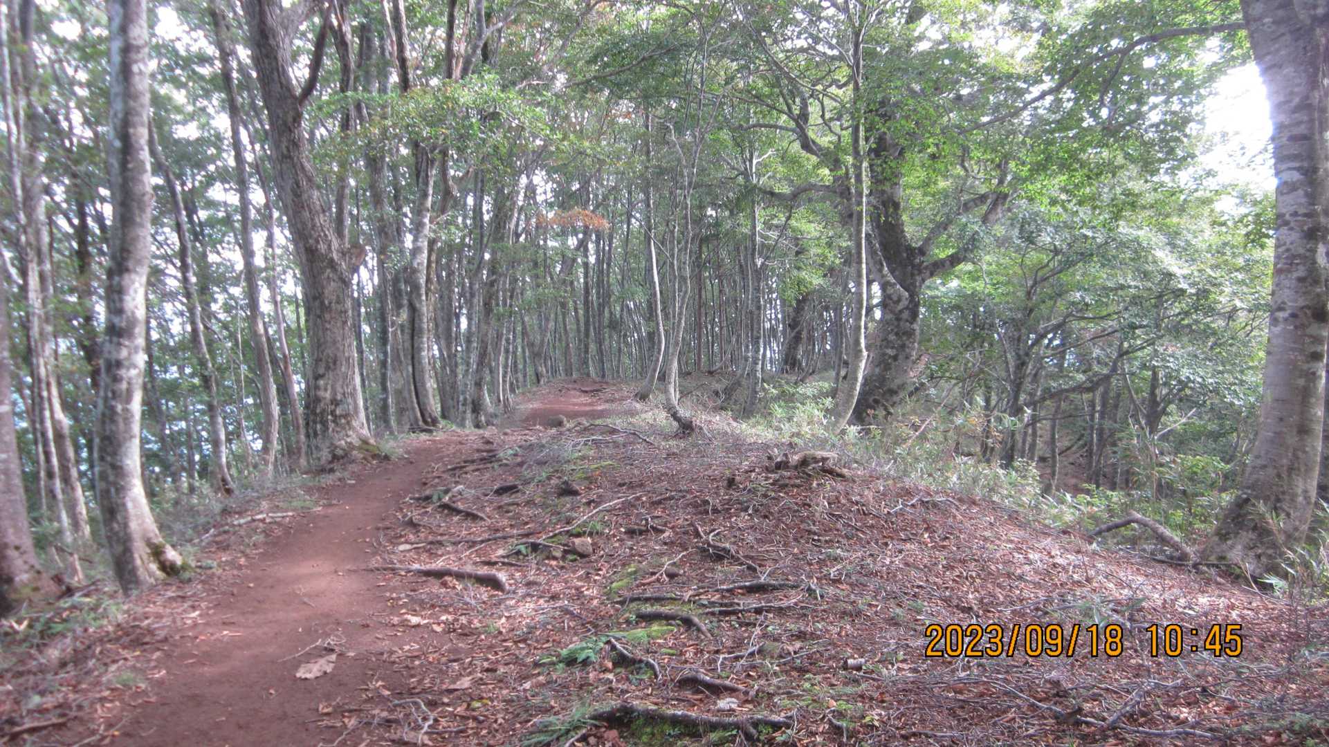 鉢伏口〜親水公園〜氷ノ山山頂〜東尾根　周回コースの写真
