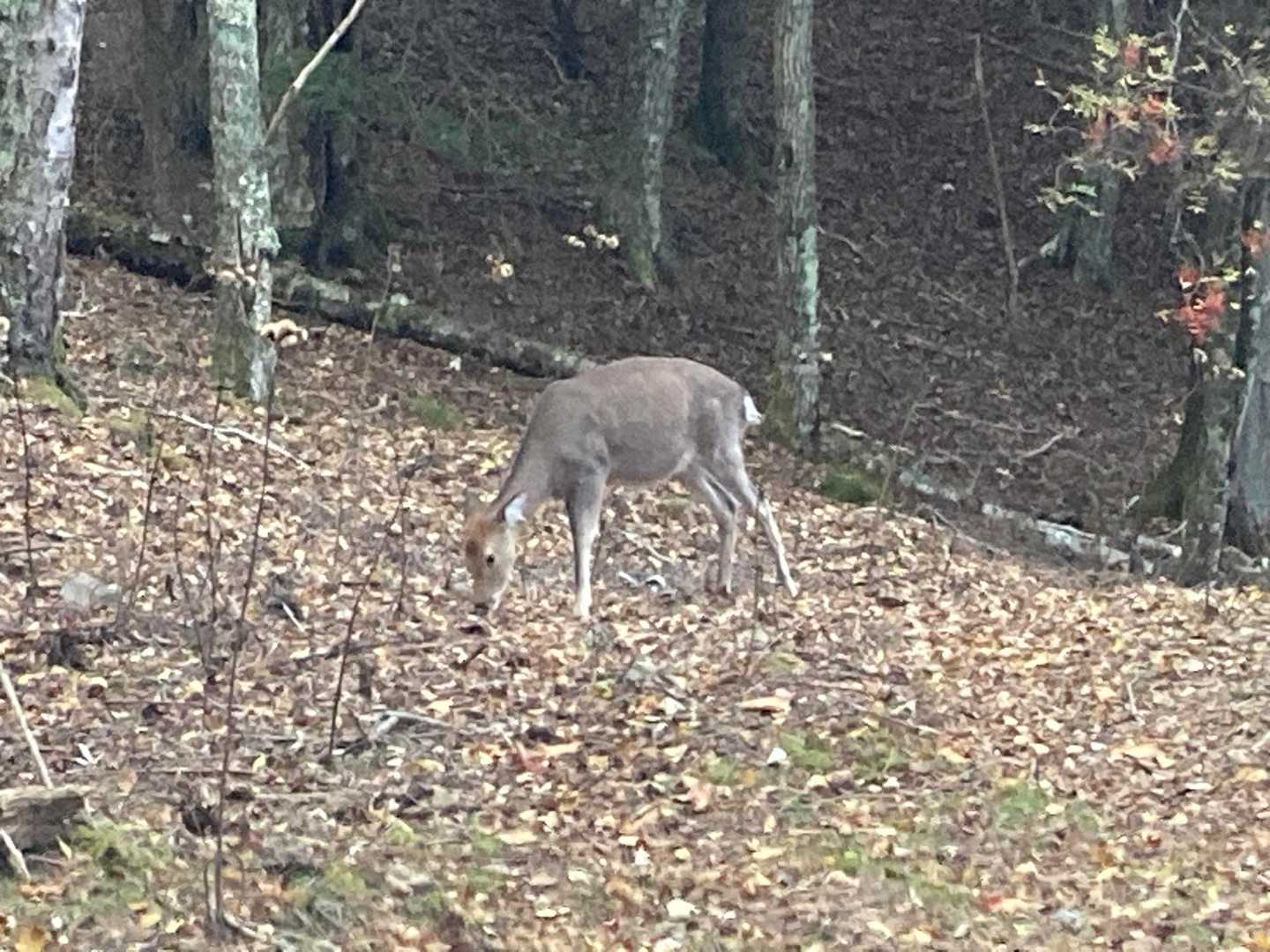 行きは一頭でしたが、帰りは二頭になってました🦌
