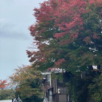 このへんも🍁