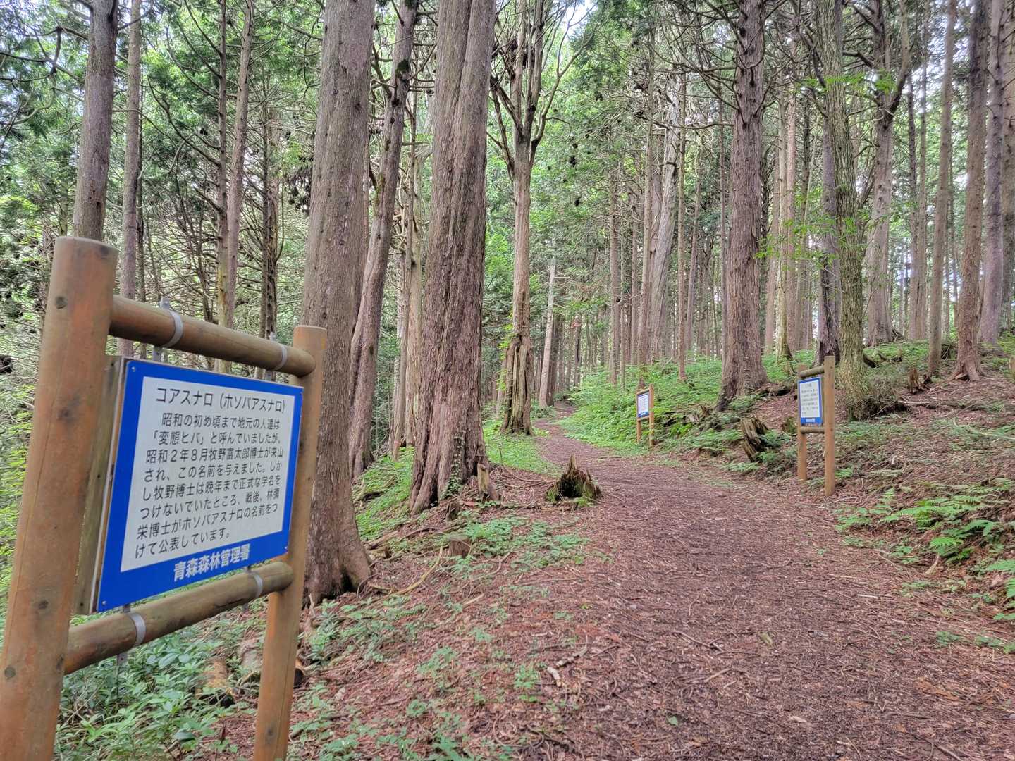 説明板は所々にあり🔎細い葉のヒバ(ホソバアスナロ)を中腹辺りで発見したけど🍃写真撮ってなかった😅