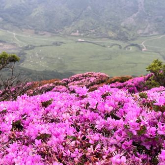 北大船山のミヤマキリシマは終盤。
坊がづるのテン場が見える