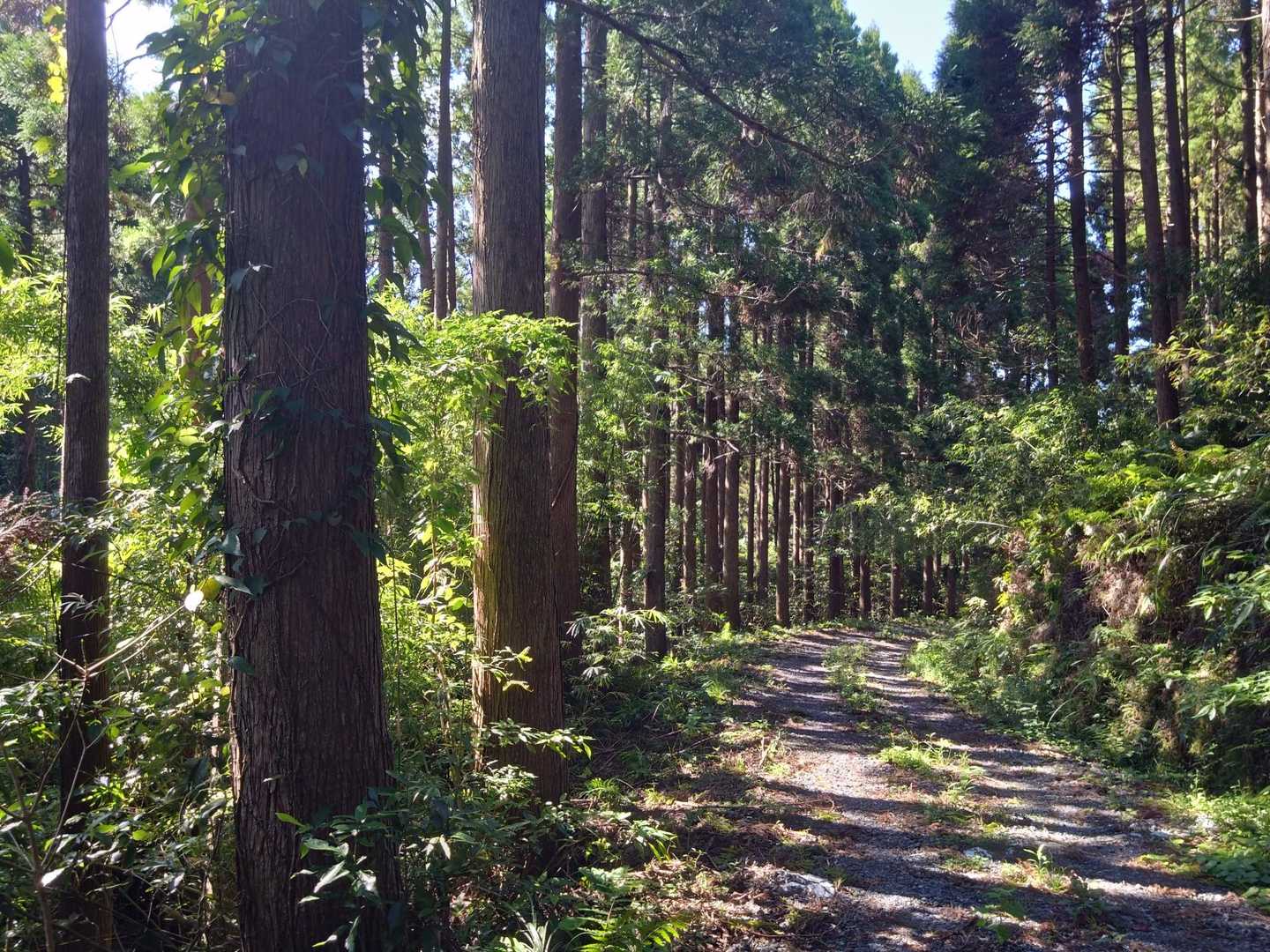 戦い終わって、のんびり歩く木漏れ日の林道、気持ち良いです☀️