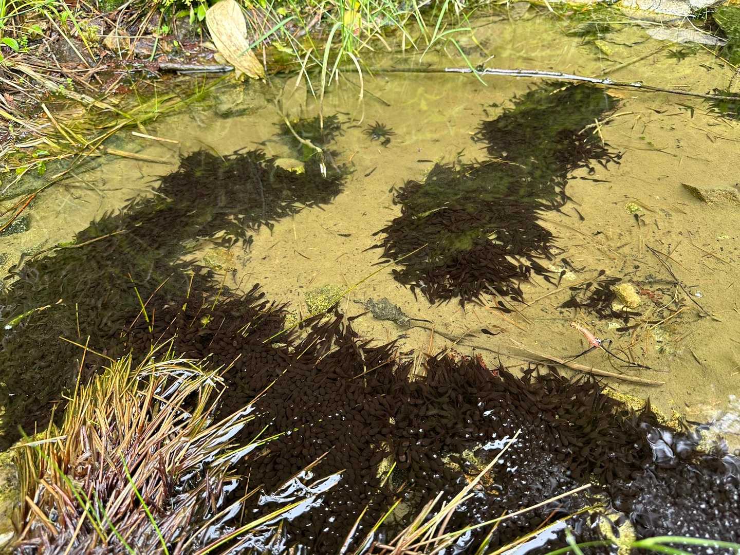 林道の水溜りにココだけ大量のオタマジャクシが😳😳✨
ビビったよ⁉️千匹は居るよね💦