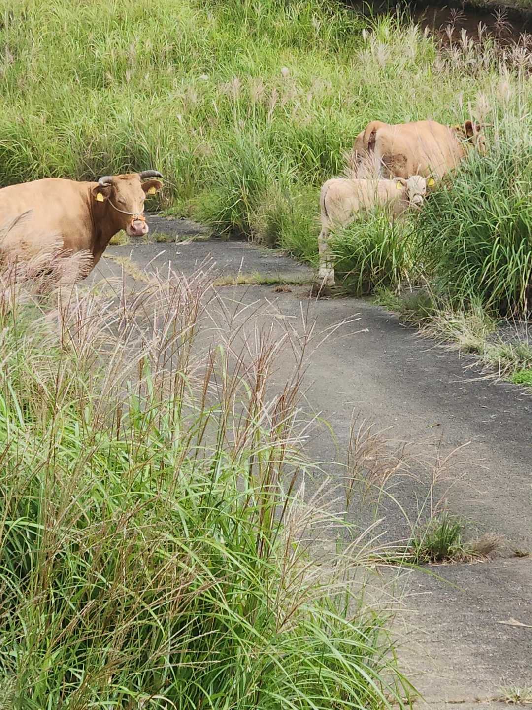 は！！！放し飼いされてる🐂！
恐る恐る歩いて…