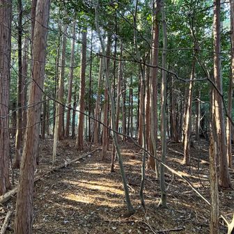 だいぶ下りてきた。なんかある😀