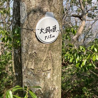 大洞の頭
眺望無し、藪の中