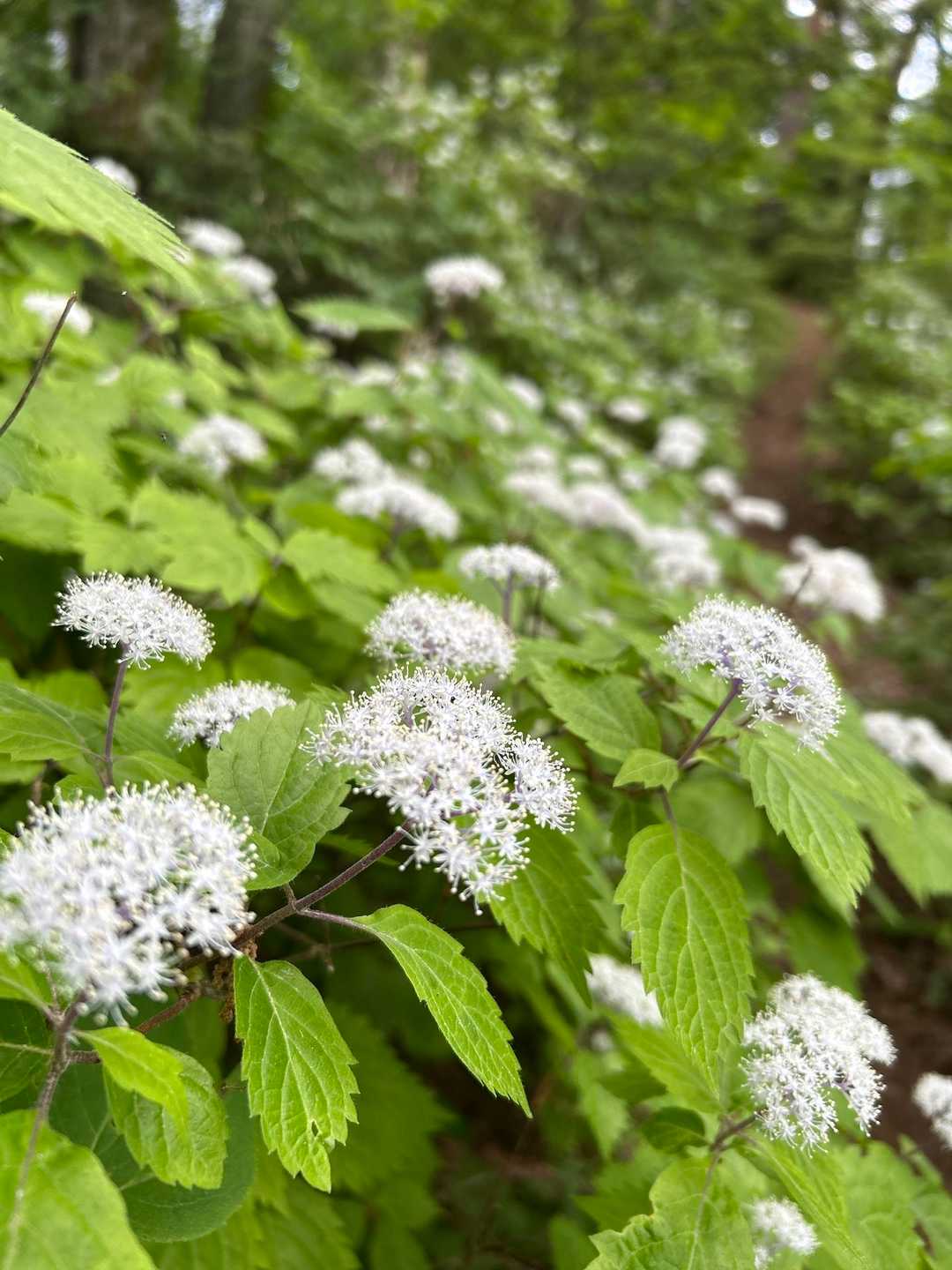 粟沢口-小泉山-お菊峠-粘土山-中沢口 往復コースの写真