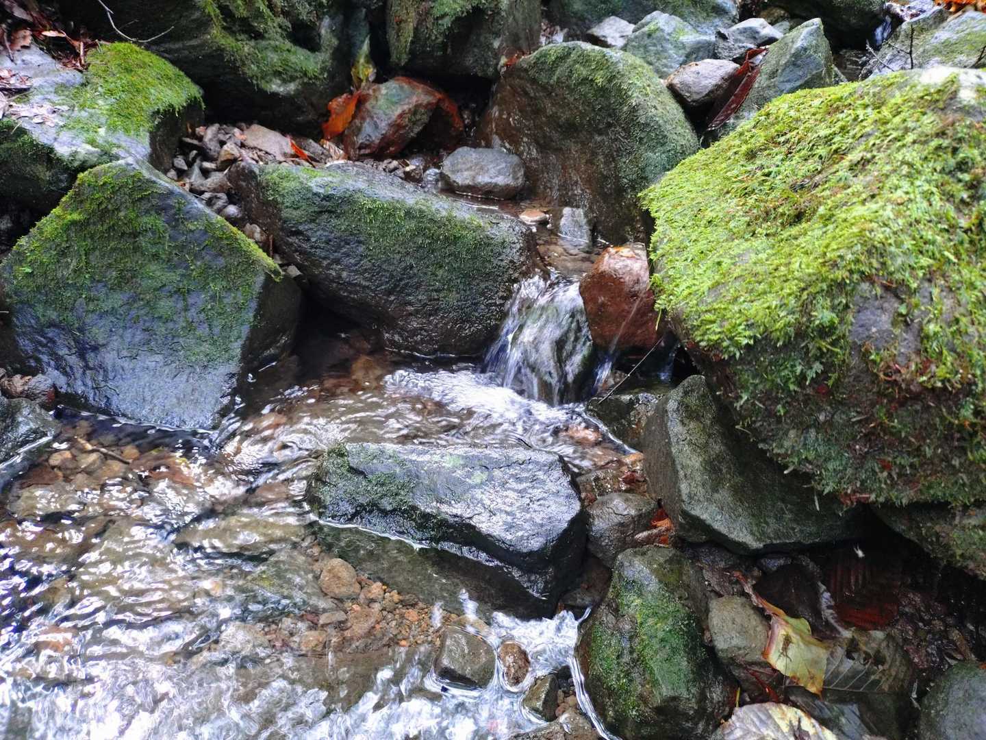 前日の雨で水量多め🫧.ﾟ･*