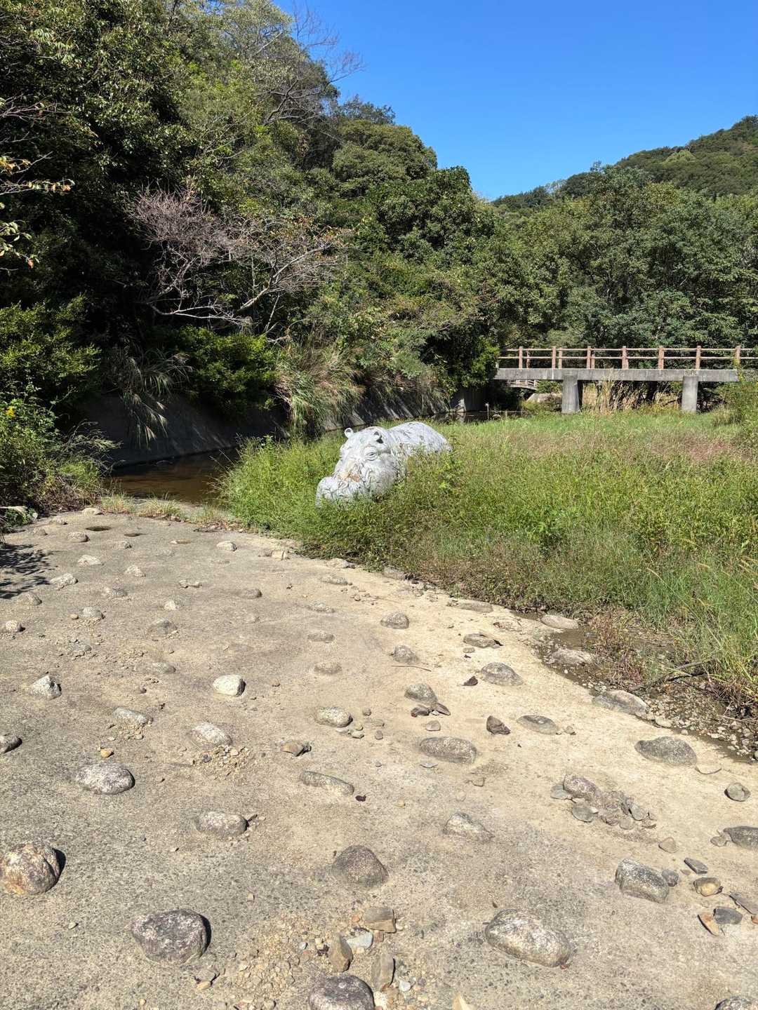 カバいました🦛