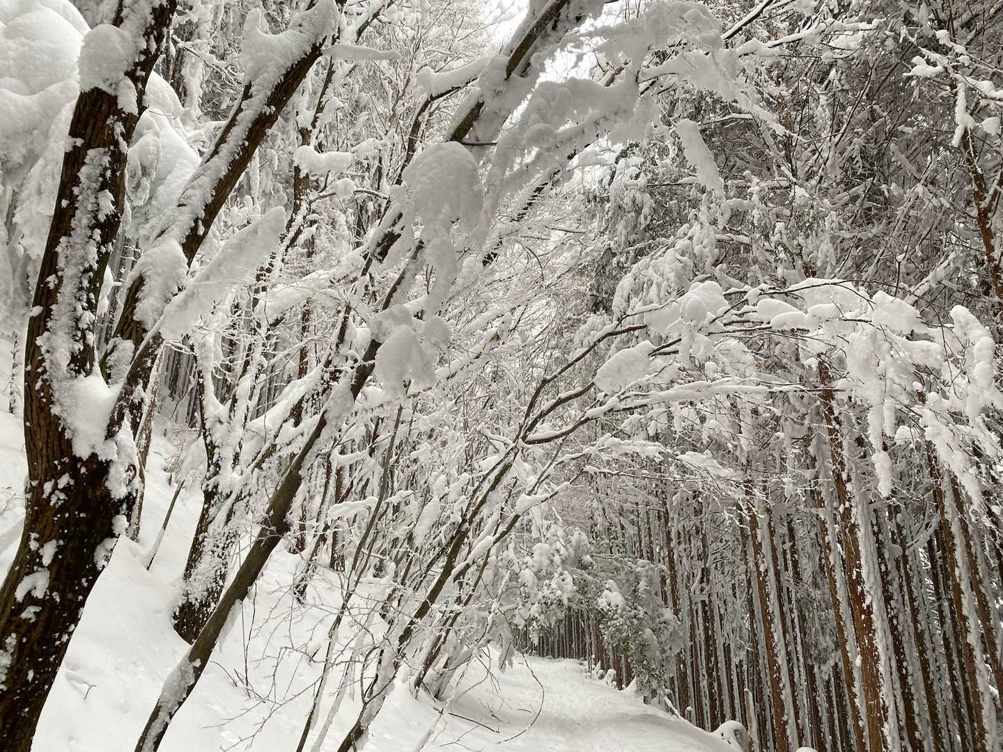 高見山登山口-高見峠-高見山 縦走コースの写真