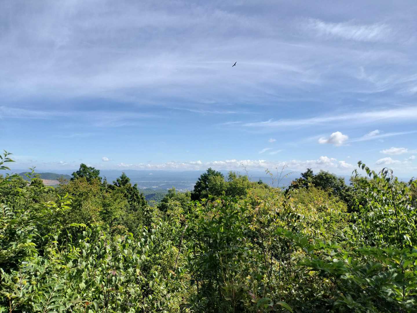 山頂からの眺め