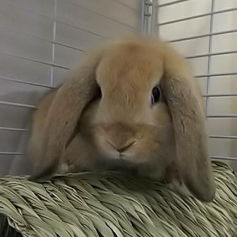 美ら山(ちゅらやま)