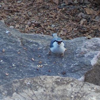 石の上に菓子が撒いてあった。困ったものだ。