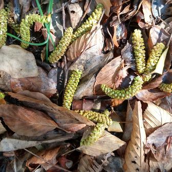 ゲジゲジがいっぱい