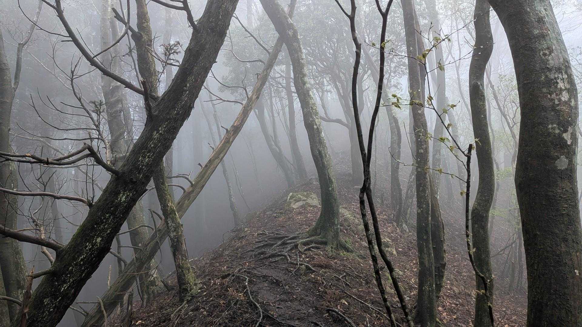 霧がさらに濃く、そして暗くなってきた