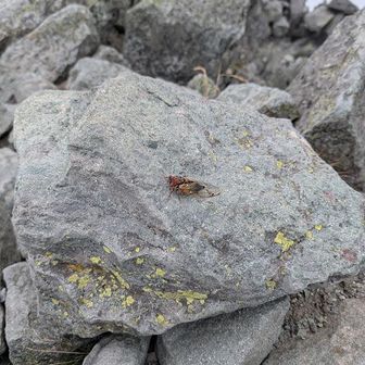 槍ヶ岳頂上にセミ。