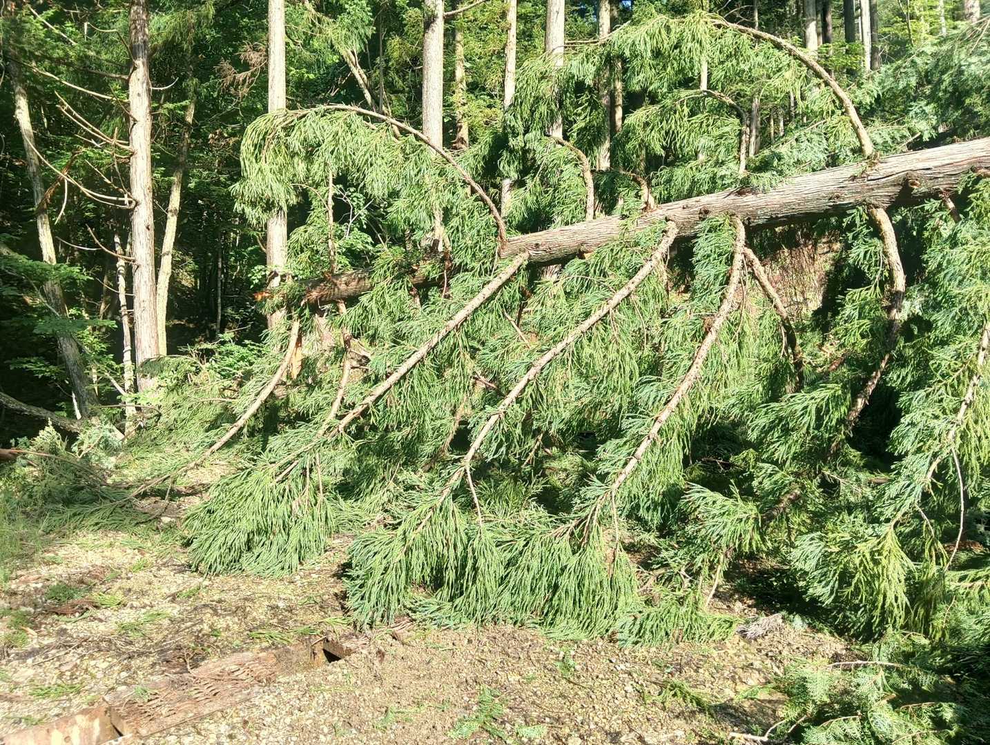 伐採木🌲をくぐり🚶