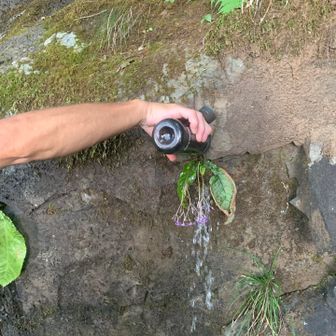 フォロワーさん瀕死のイワタバコにお水あげてました👍