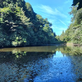 ウシガエルが棲む元気の森、貯水池