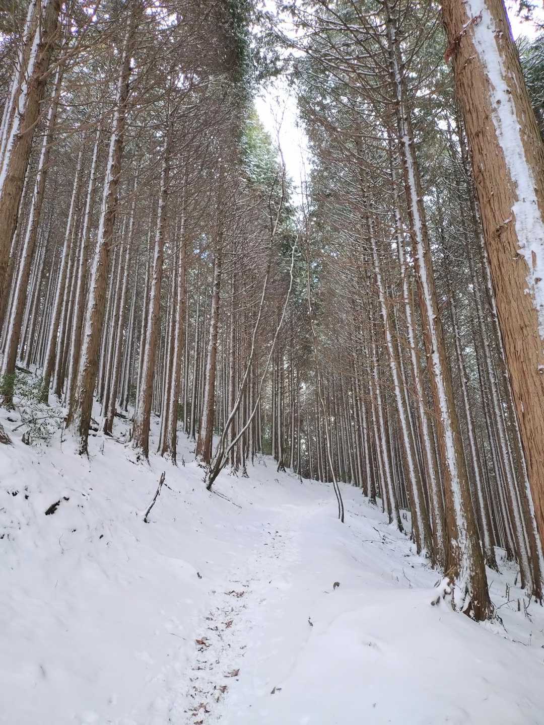 木の片面にだけ雪がついてる