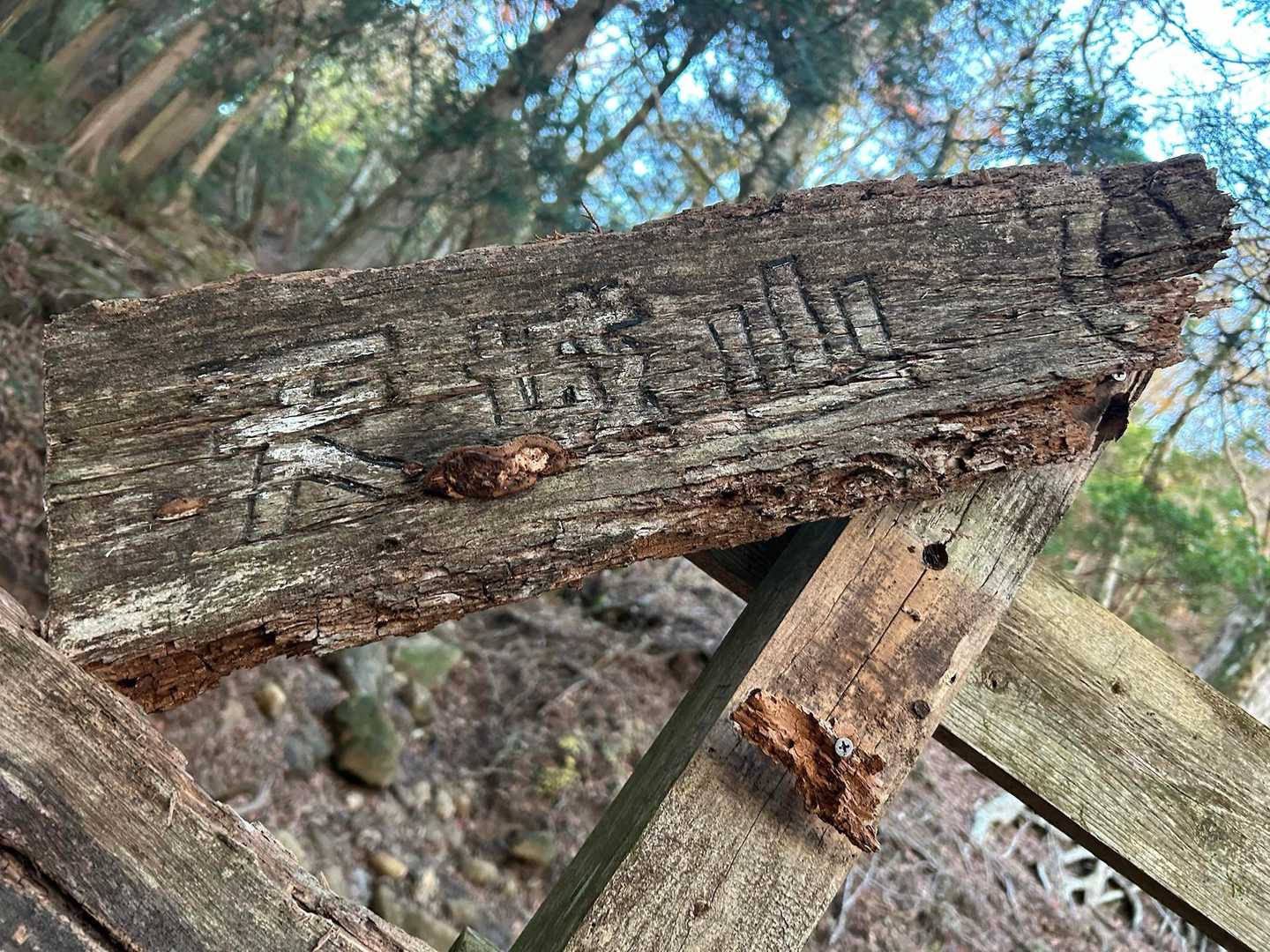 天城山 シャクナゲコースの写真