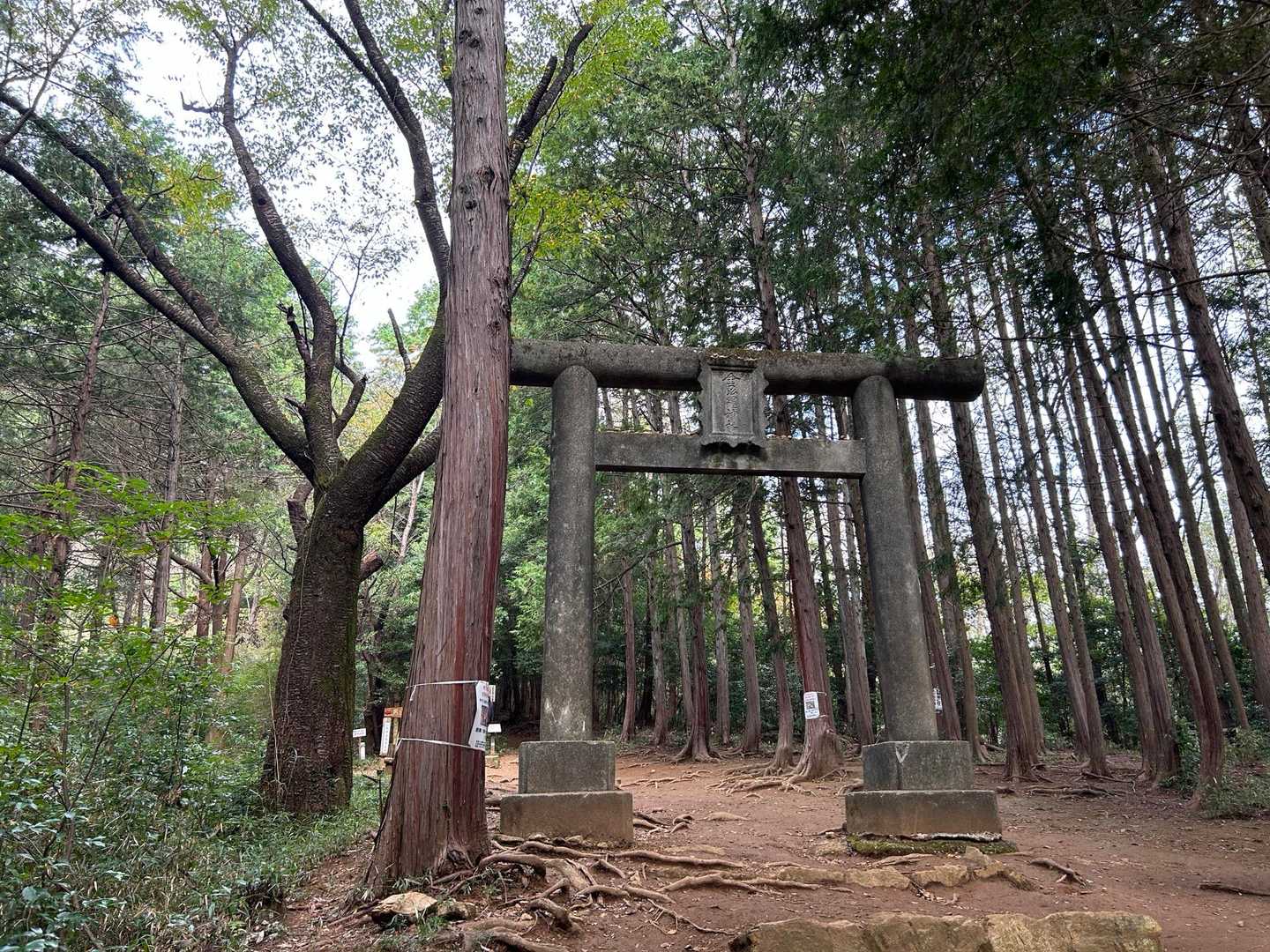 鳥居⛩️
今日も宜しくお願いします