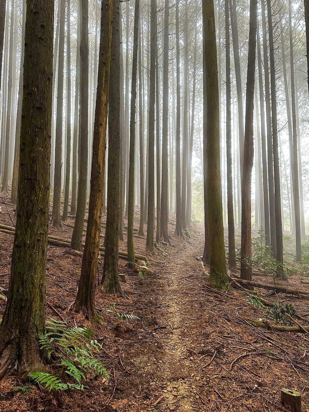蔵王峠-南葛城山 往復コースの写真