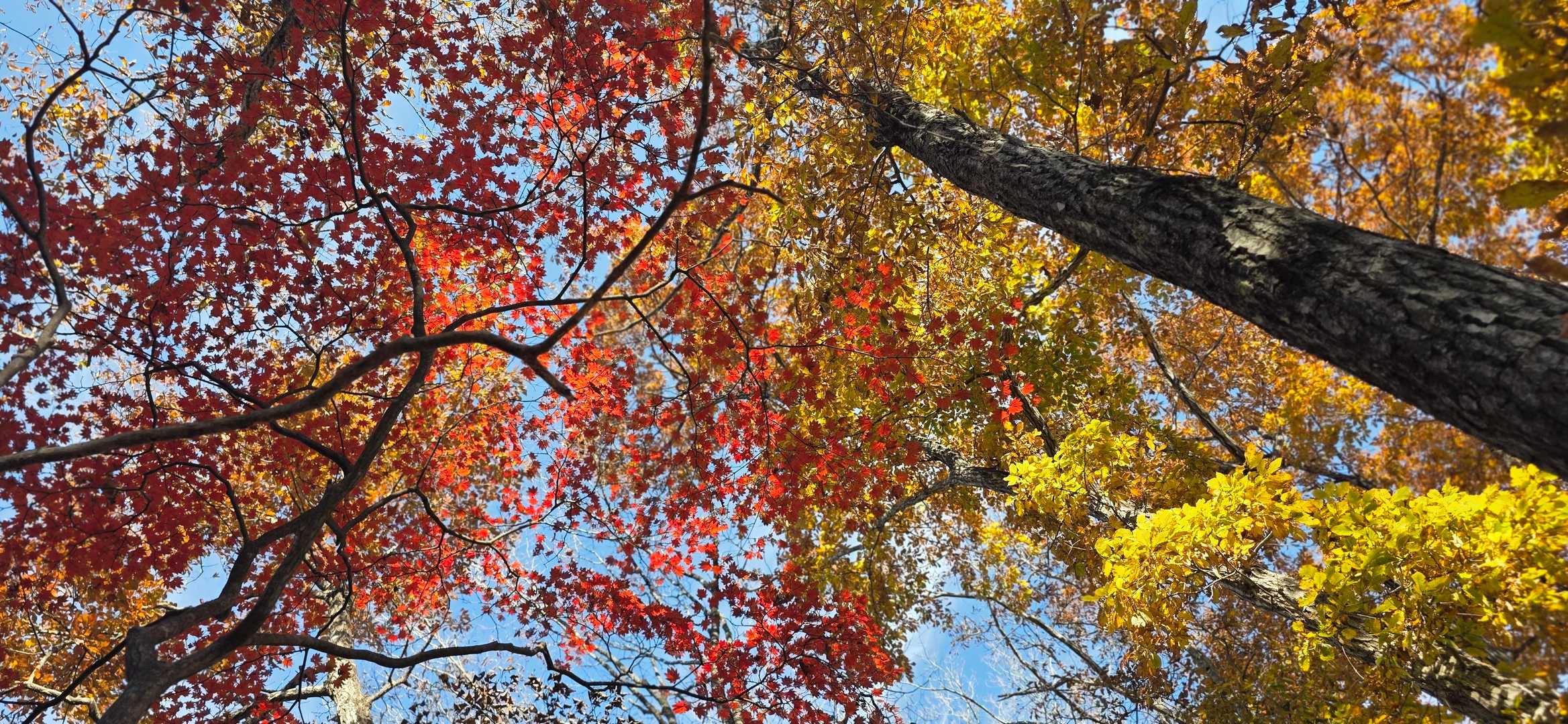 鮮やか✨🍁