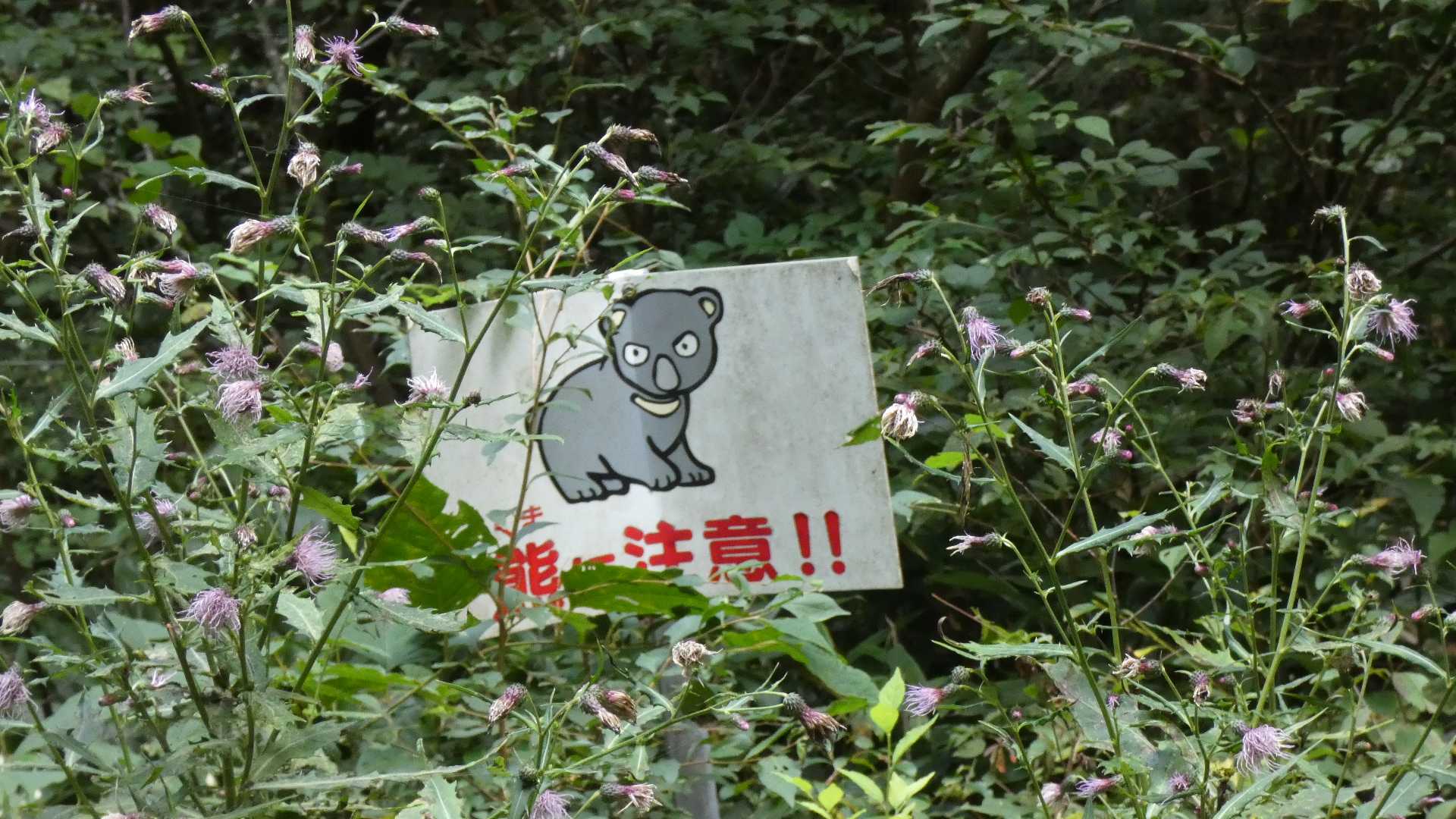 定番のコアラ