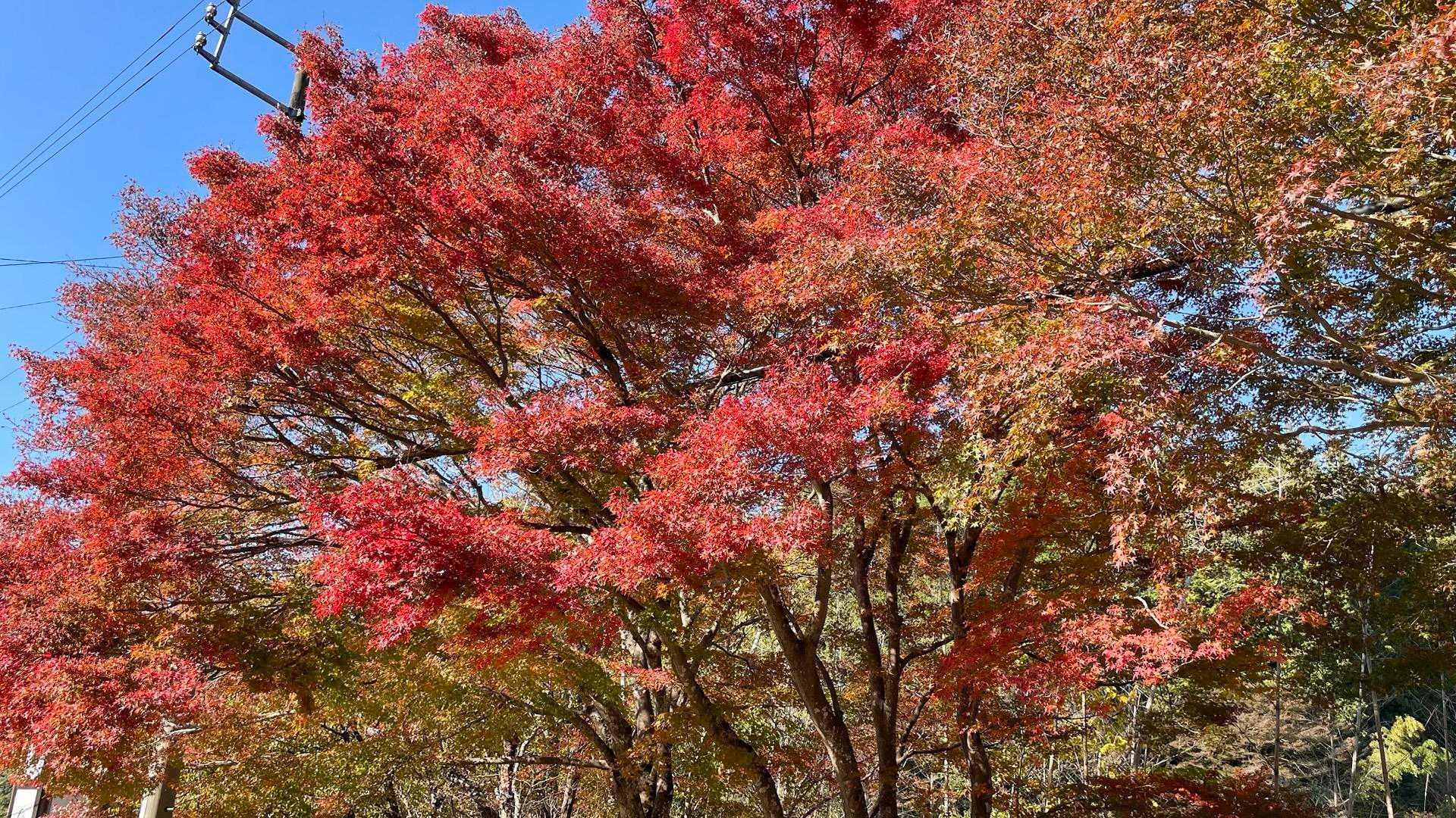 表参道コースの写真