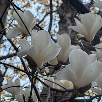 ハクモクレン（白木蓮）アップ〜