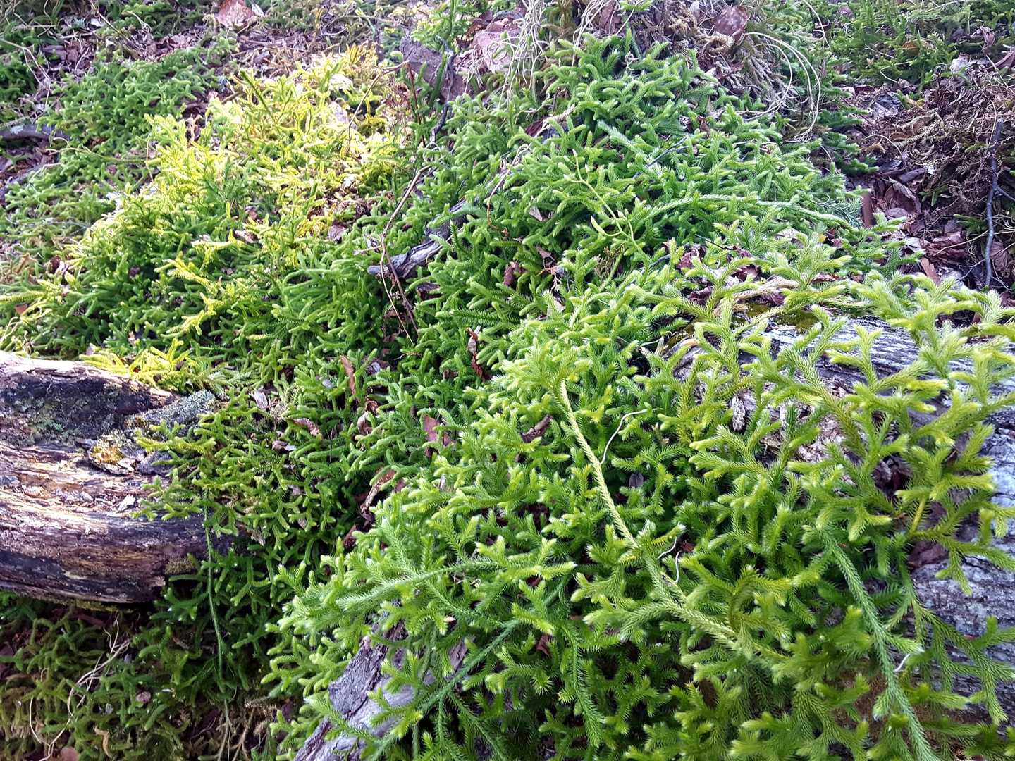 苔が立派