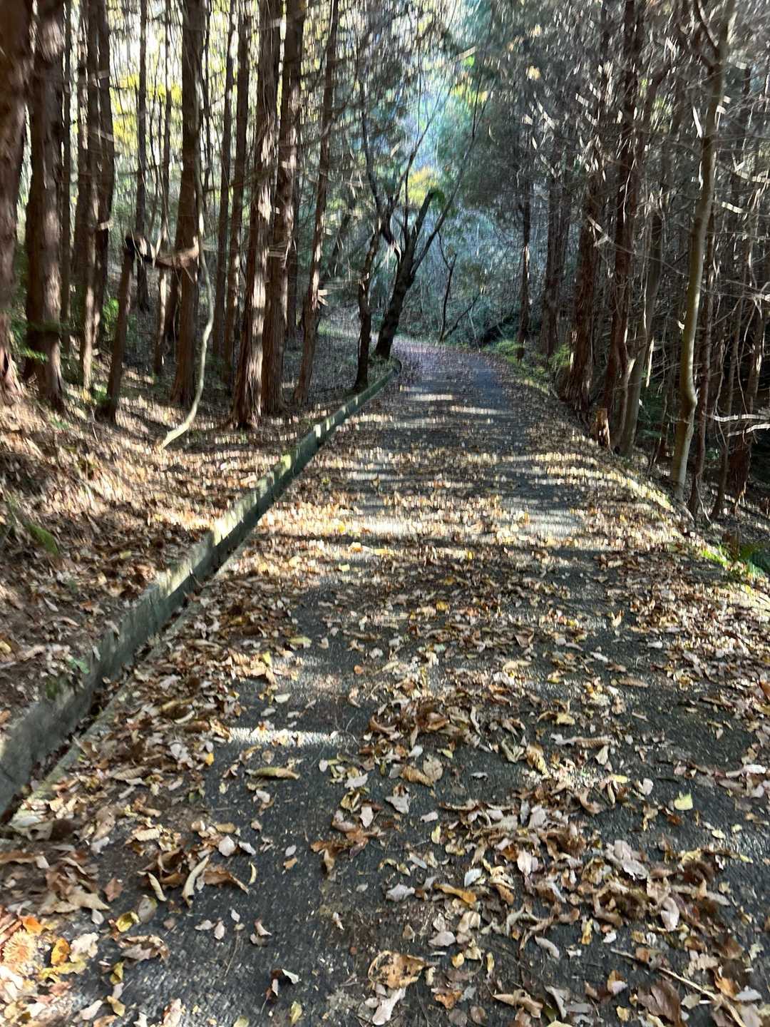 山頂迄は車道歩き。