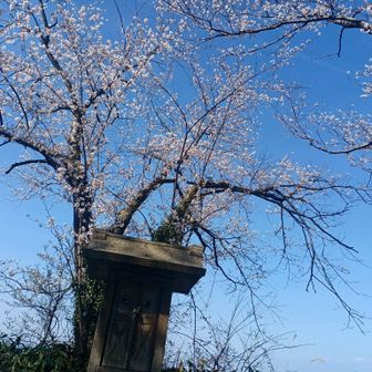 岡本山頂上　桜🌸