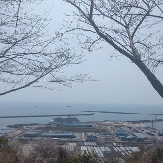 新港に、豪華客船が停まってた🚢