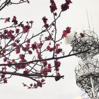 紅梅と東北電力蘭梅中継所🗼