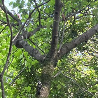 コゲラ（Google様より）のお出迎え
鳥のさえずり、木漏れ日、この横の川のせせらぎ
３大チルが揃いました🦜🌲💧
これより出発