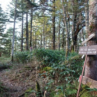 白ビソ山
眺望はない
