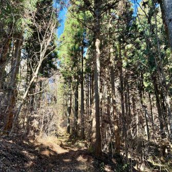 始めは植林地の中