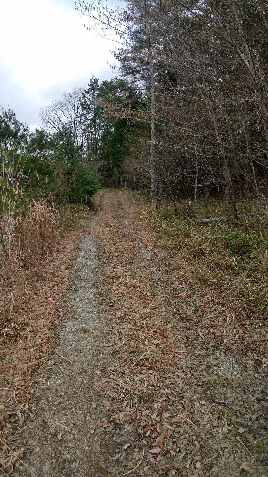 登りは楽チン林道を🚶